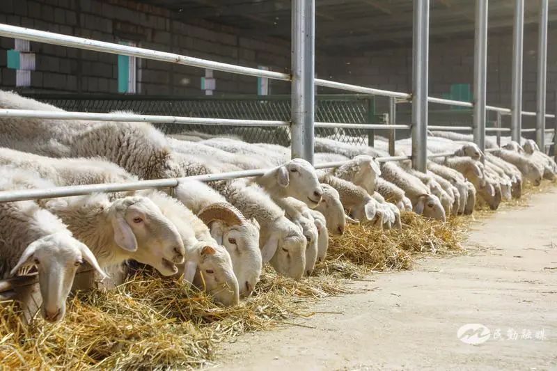 欣海牧業(yè) “牧”歌嘹亮，奏響鄉(xiāng)村振興肉類(lèi)新篇章