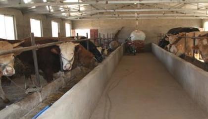 退伍士兵返鄉養牛，撐起村民致富藍天