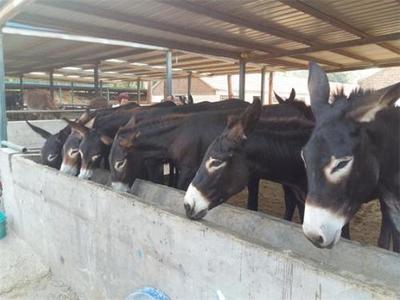 福建南平西門塔爾牛養殖基地推薦與肉類供應