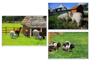 6.18比墾丁更美 歐式牧場(chǎng)里，體驗(yàn)大連版《向往的生活》與家畜飼養(yǎng)之樂(lè)