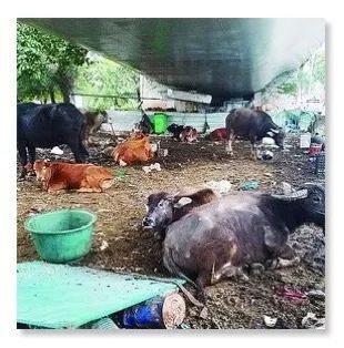 公路新功能？探索路面與圍欄外的畜牧可能