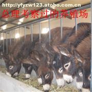 肉?？茖W(xué)飼養(yǎng)管理技術(shù)要點(diǎn)解析