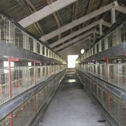 臨沂鄭旺畜牧機(jī)械廠(chǎng) 專(zhuān)業(yè)肉雞籠養(yǎng)技術(shù)要點(diǎn)與設(shè)備供應(yīng)商
